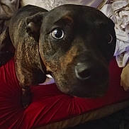 Savannah joined the competition — help win amazing prizes! animal, bedroom, blankets, brindle, brown_fur, close_up, cushion, dark_fur, dog, funny_expression, home, indoors, laundry, lying_down, pet, portrait, red_cushion, seated, short_coat, wide_eyed