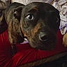 animal, bedroom, blankets, brindle, brown_fur, close_up, cushion, dark_fur, dog, funny_expression, home, indoors, laundry, lying_down, pet, portrait, red_cushion, seated, short_coat, wide_eyed