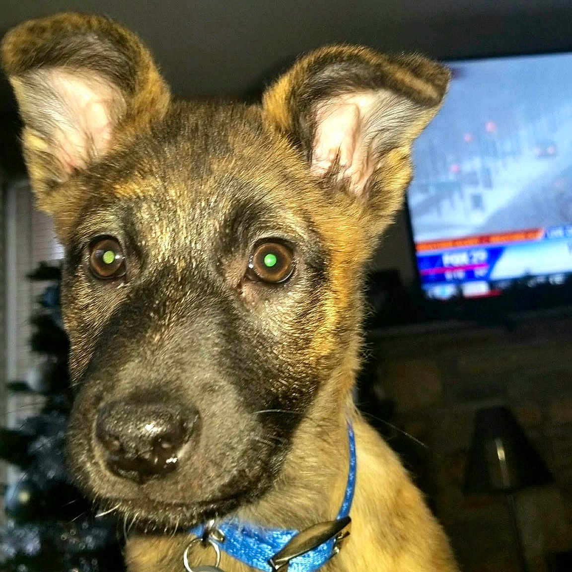Cinder is registered to the contest to win money with this photo: animal, blue_collar, brown_fur, christmas_tree, close_up, curtains, cute, dog, ears, eyes, house, indoor, lamp, living_room, nose, pet, portrait, puppy, television, window