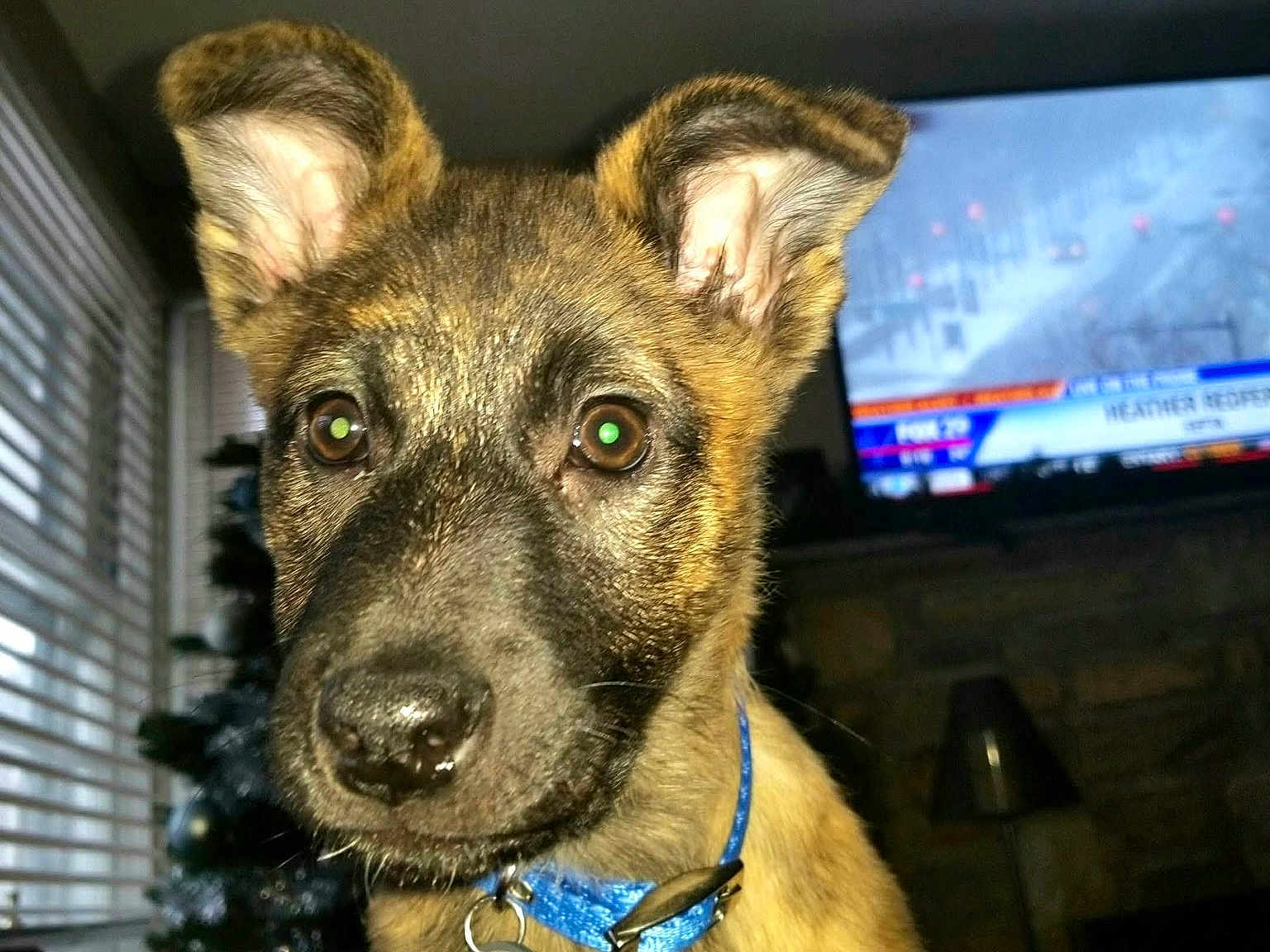 Cinder is registered to the contest to win money with this photo: puppy, dog, blue_collar, close_up, indoor, television, christmas_tree, window, curtains, lamp, brown_fur, ears, nose, eyes, pet, animal, house, living_room, cute, portrait