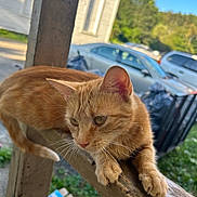 Orangey is registered to the contest to win money with this photo: cat, orange_tabby, animal, pet, outdoor, wooden_railing, sunlight, suburban, car, greenery, house, feline, curious, relaxed, daytime, nature, whiskers, ears, paws, portrait