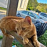 cat, orange_tabby, animal, pet, outdoor, wooden_railing, sunlight, suburban, car, greenery, house, feline, curious, relaxed, daytime, nature, whiskers, ears, paws, portrait