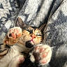 kitten, cat, paw, sleeping, cute, blanket, soft, fur, whiskers, relaxing, closeup, pet, animal, nap, cozy, indoor, pink_pads, calico, resting, comfortable
