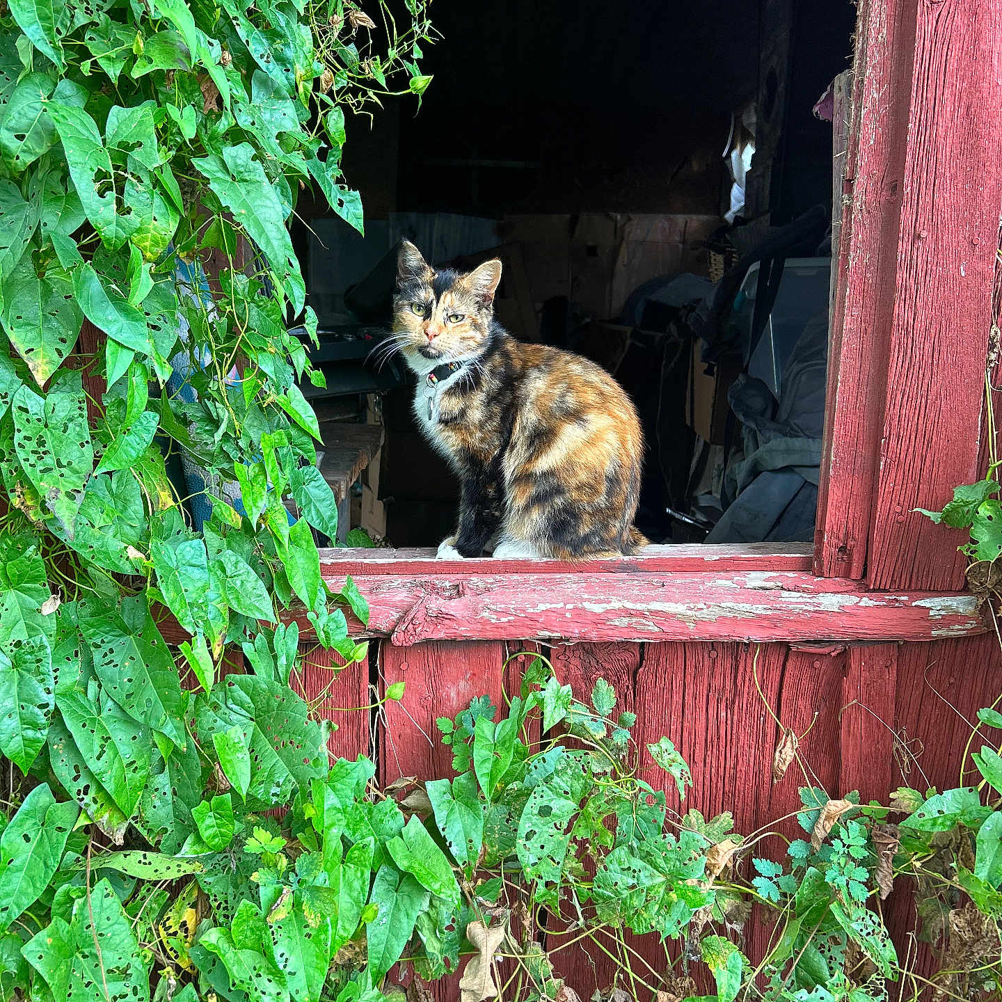 Opal is registered to the contest to win money with this photo: cat, calico_cat, window, wood, red_paint, plants, green_leaves, foliage, nature, outdoor, animal, pet, curious, perched, rustic, old_building, shadows, light, texture, vines