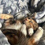 Opal joined the competition — help win amazing prizes! animal, blanket, cat, closeup, cozy, cute, feline, fluffy, fur, indoor, kitten, nap, patterned, paw, pet, resting, sleeping, soft, warm, whiskers