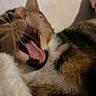 Opal joined the competition — help win amazing prizes! cat, calico, yawning, tongue, fur, close_up, pet, animal, cozy, blanket, whiskers, mouth, teeth, sleepy, indoor, cute, fur_pattern, relaxed, domestic_cat, feline