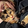 cat, person, face, close_up, feline, whiskers, fur, cuddle, cozy, indoor, eyelashes, pet, animal, resting, head, warmth, comfort, black_clothing, human, portrait