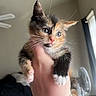 kitten, calico, cat, animal, pet, whiskers, paw, hand, indoor, window, fan, fur, cute, young, feline, curious, closeup, soft_light, domestic, holding