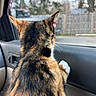 cat, calico, fur, car_interior, window, paws, door_panel, looking_out, animal, pet, curious, indoor, daylight, vehicle, seat, nature_outside, trees, fence, domestic, whiskers