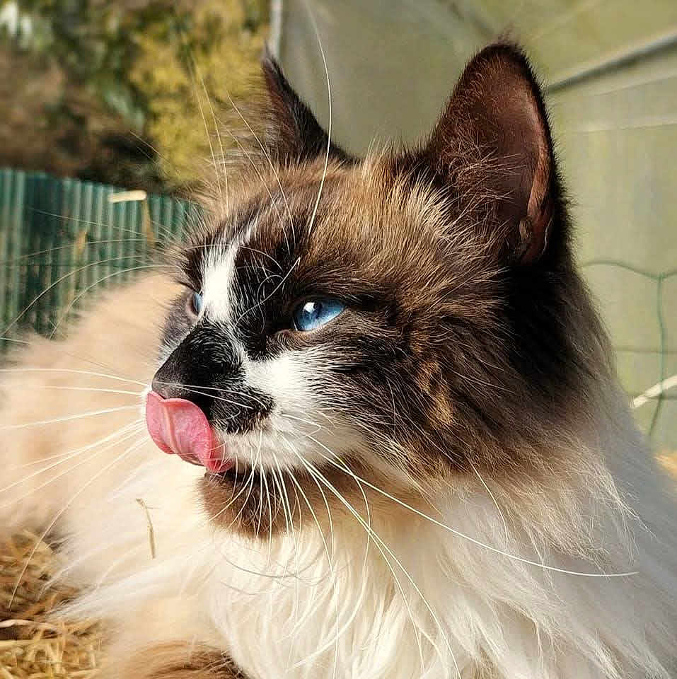Blue Moon a rejoint le concours — aidez-le/la à gagner de superbes lots ! animal, blue_eyes, cat, close_up, cute, feline, fluffy, fur, mammal, nature, outdoor, pet, portrait, relaxed, side_view, soft_focus, sunlight, tongue_out, tuxedo_face, whiskers
