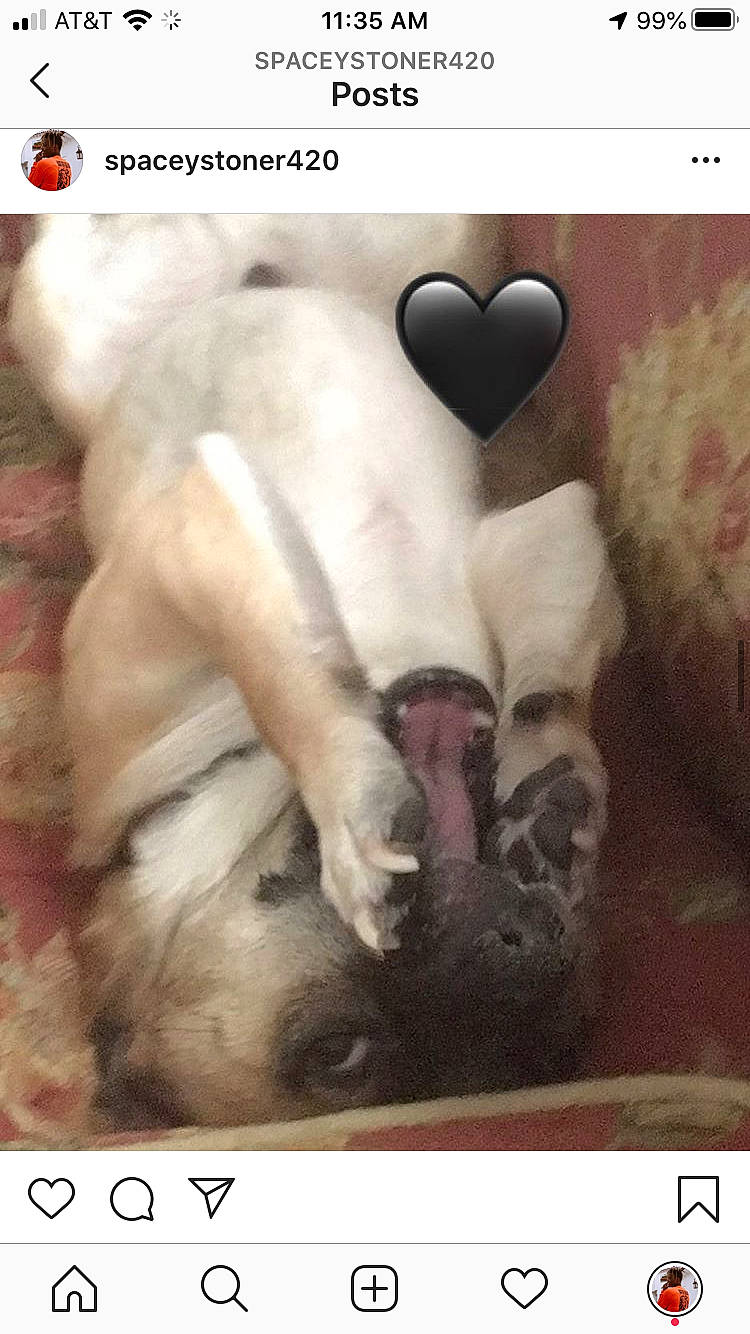 Charlie joined the competition — help win amazing prizes! canidae, carnivore, companion_dog, dog, dog_breed, french_bulldog, non_sporting_group, photo_caption, pug, puppy, puppy_love