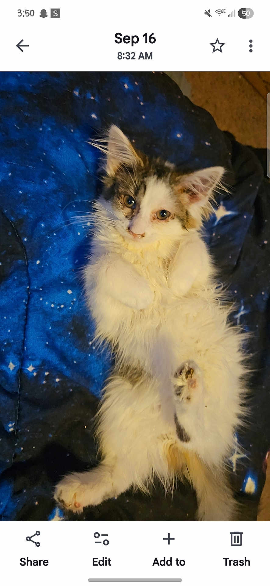 Sweet Pea