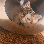 Sweet Pea is registered to the contest to win money with this photo: cat, feline, pet, indoor, cozy, cat_tunnel, fluffy, sunlight, carpet, curious, relaxed, animal, whiskers, ears, cute, soft, domestic, mammal, resting, warm