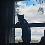 animal, cat, clouds, curious, daylight, feline, indoor, looking_out, nature_view, peaceful, pet, quiet, screen, shadow, silhouette, sky, still_life, tree_branches, window, windowsill