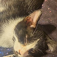 Oreo joined the competition — help win amazing prizes! animal, black_and_white, cat, close_up, companion, cozy, cute, ear, fabric, face, fur, indoor, pattern, peaceful, pet, relaxing, resting, sleeping, soft, whiskers