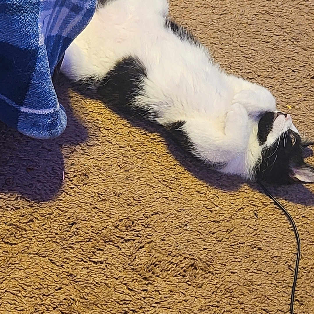 Oreo