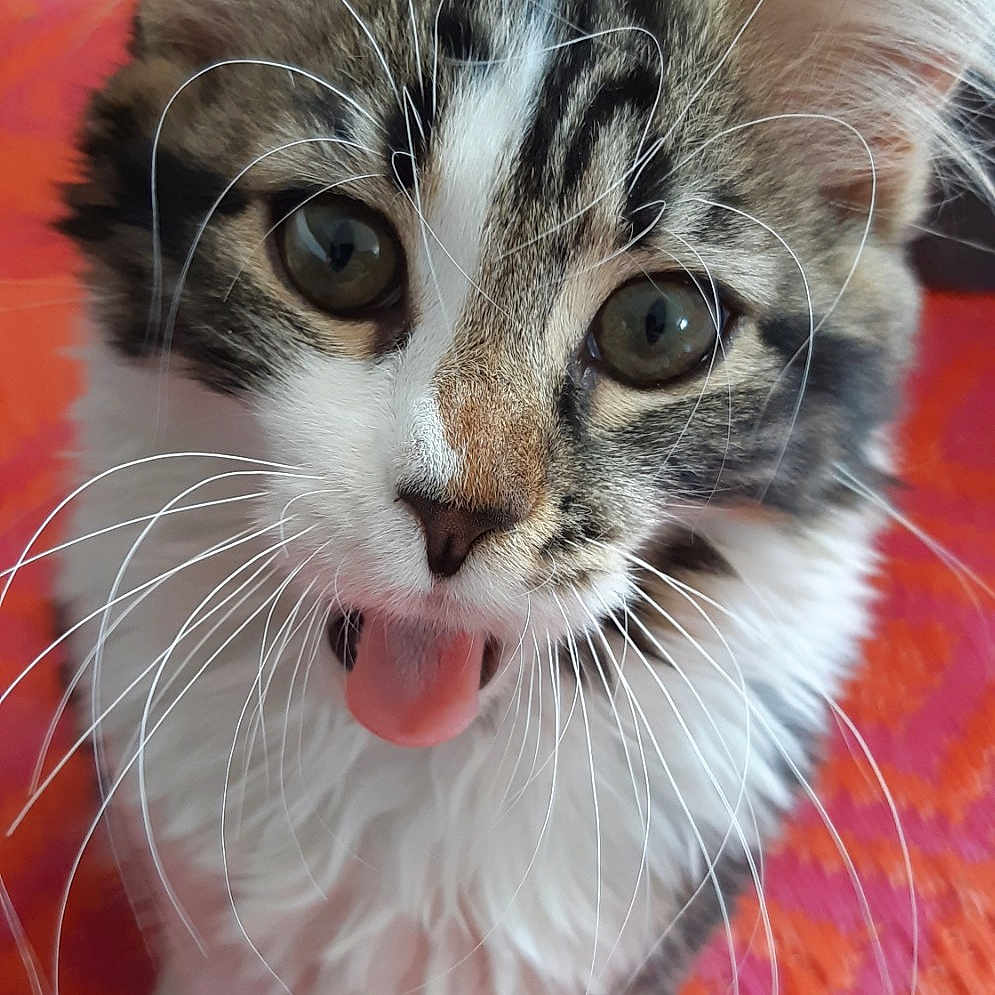 Lilou