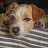 dog, sleeping, lying_down, scruffy, white_fur, brown_fur, close_up, portrait, pet, animal, blanket, striped_blanket, indoors, cozy, relaxed, tired, nose, eyes, head, resting