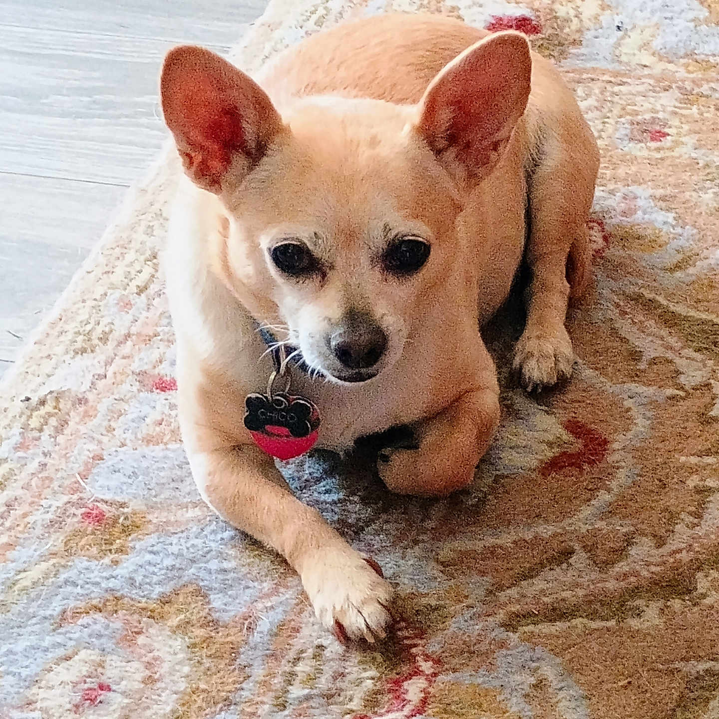 Chico joined the competition — help win amazing prizes! animal, canine, collar, companion, cute, dog, domestic_animal, ears, floor, fur, indoor, laying_down, looking, paw, pet, resting, rug, small_dog, tag, tan_dog