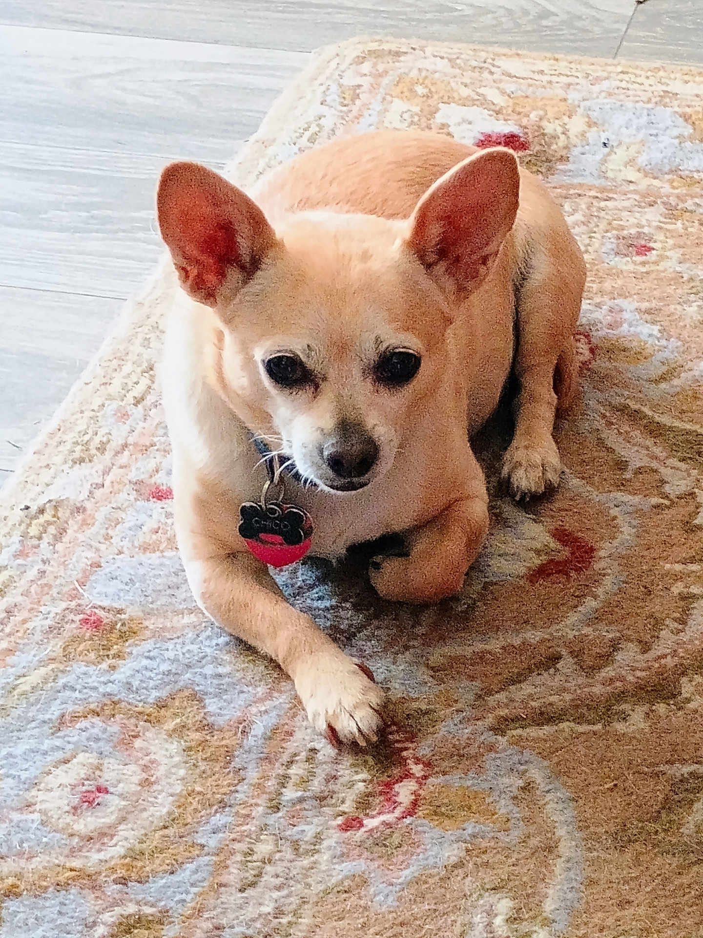 Chico
