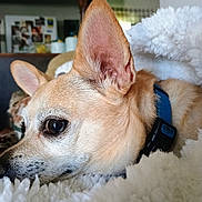 Chico joined the competition — help win amazing prizes! animal, blanket, blue_collar, close_up, cozy, cute, dog, domestic_animal, ears, fluffy, fur, indoor, pet, portrait, relaxed, resting, side_view, snout, tan_dog, whiskers