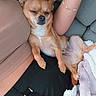 Tomy participe au concours pour gagner de l'argent avec cette photo : accessories, animal, bracelet, canine, chihuahua, couch, cushion, dog, face, furniture, head, homedecor, jewelry, necklace, person, pet, photography, portrait, puppy, ring