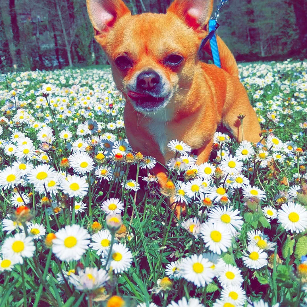 Tomy a rejoint le concours — aidez-le/la à gagner de superbes lots ! anemone, animal, canine, daisy, dog, face, flower, grass, head, herbal, herbs, person, pet, petal, photography, plant, portrait, summer, tree, vegetation