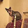 cat, sphynx_cat, hairless_cat, indoor, couch, patterned_fabric, furniture, wall, curious, pet, animal, looking, ears, face, sitting, beige_wall, metal_object, home, domestic, resting_place