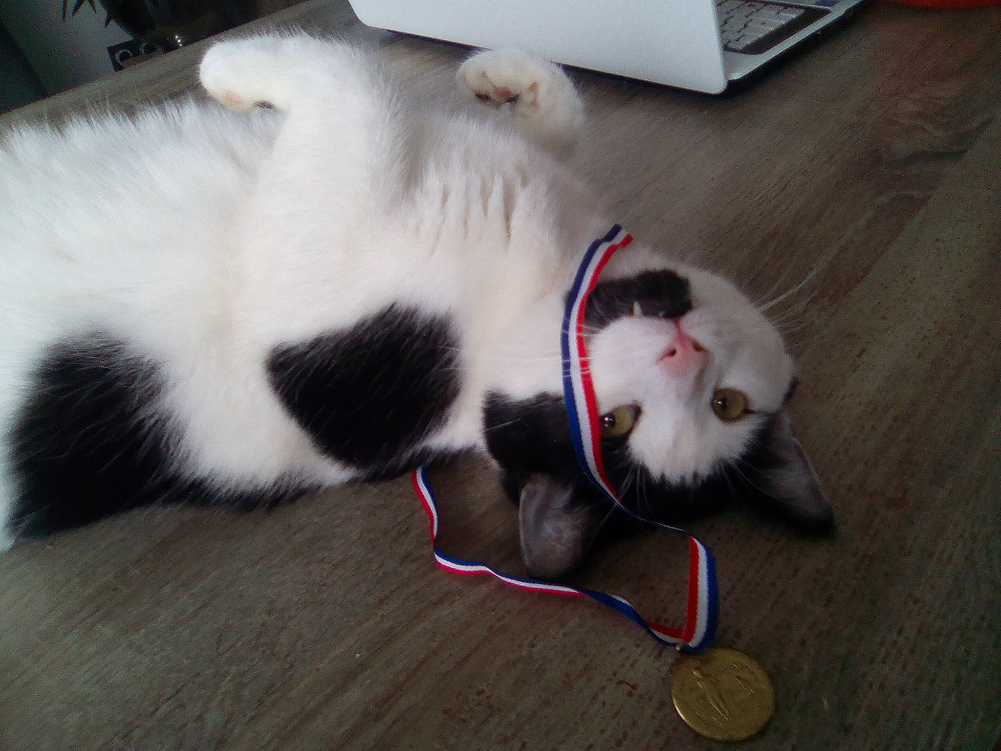 Sylver participe au concours pour gagner de l'argent avec cette photo : carnivore, cat, felidae, fur, kitten, paw, small_to_medium_sized_cats, snout, tail, whiskers