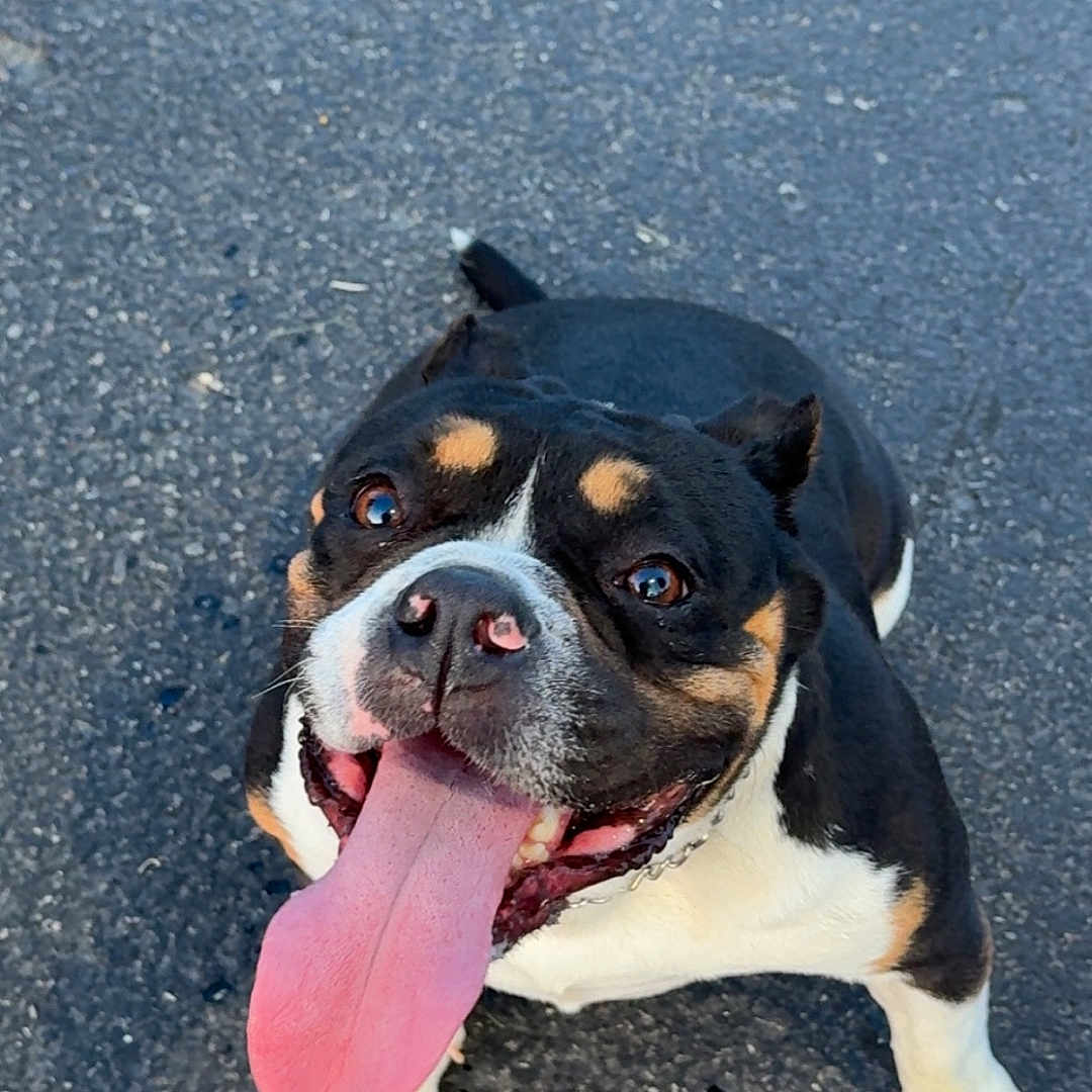 Cheekies is registered to the contest to win money with this photo: animal, asphalt, black, brown, canine, closeup, dog, face, friendly, happy, looking_up, outdoor, paw, pet, playful, short_hair, sitting, smiling, tongue, white