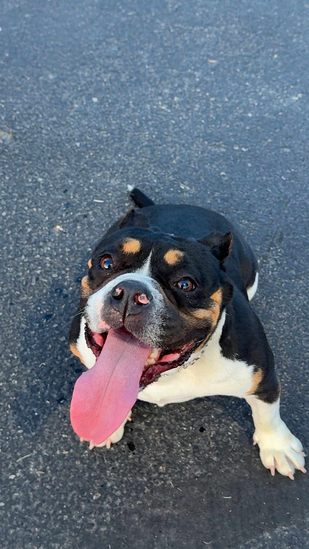 Cheekies is registered to the contest to win money with this photo: dog, tongue, happy, pet, animal, canine, black, white, brown, outdoor, asphalt, closeup, sitting, face, playful, smiling, short_hair, paw, looking_up, friendly