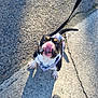 Cheekies joined the competition — help win amazing prizes! dog, leash, pavement, tongue, black_and_white, harness, outdoor, sunlight, shadow, footwear, pet, animal, cute, playful, looking_up, sidewalk, dog_breed, canine, walking, leisure