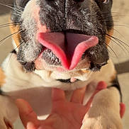 Cheekies is registered to the contest to win money with this photo: dog, tongue, close_up, paw, hand, playful, pet, animal, brown_eyes, black_nose, whiskers, fur, outdoor, sunlight, cute, friendly, interaction, muzzle, canine, pet_owner