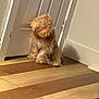 animal, brown, canine, companion, curious, curly_fur, cute, dog, door, floor, fur, home, house, indoor, light, pet, sitting, waiting, wall, wooden_floor