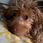 Charlie is registered to the contest to win money with this photo: dog, close_up, pet, fur, brown, cute, resting, indoor, animal, face, sleepy, bed, pattern, yellow, white, canine, portrait, furry, cozy, relaxed