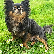 Icare participe au concours pour gagner de l'argent avec cette photo : dog, grass, flower, daisy, outdoor, pet, animal, fur, black, brown, small_dog, cute, alert, nature, mammal, sitting, ears, eyes, paw, canine