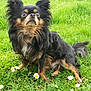dog, grass, flower, daisy, outdoor, pet, animal, fur, black, brown, small_dog, cute, alert, nature, mammal, sitting, ears, eyes, paw, canine