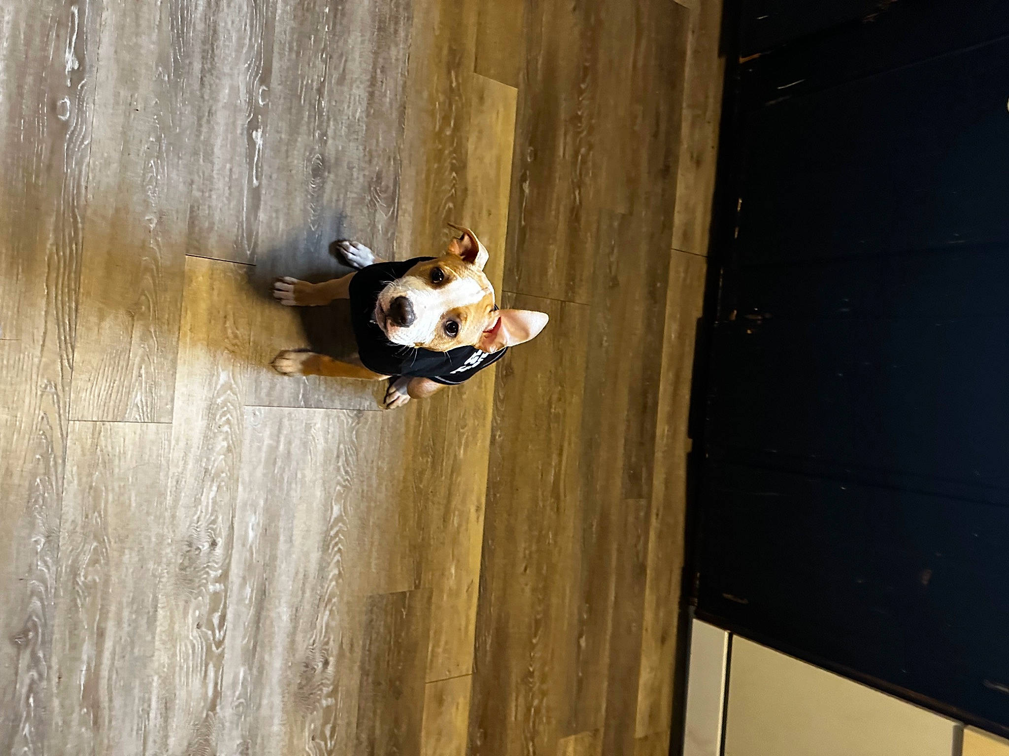 Ice is registered to the contest to win money with this photo: brown, carnivore, companion_dog, dog, dog_breed, door, fawn, felidae, floor, flooring, hardwood, laminate_flooring, plywood, recreation, shadow, tail, tints_and_shades, wood, wood_flooring, wood_stain