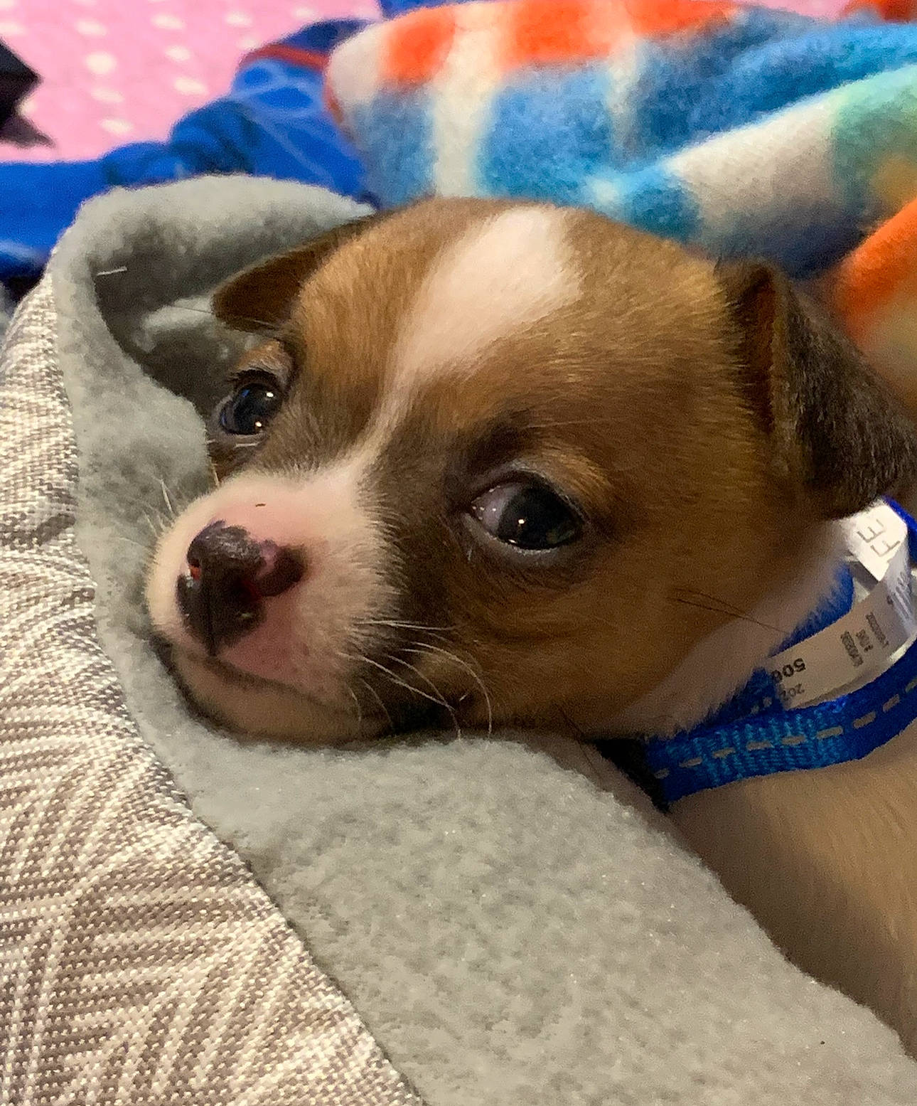 Jax joined the competition — help win amazing prizes! canidae, carnivore, collar, comfort, companion_dog, dog, dog_breed, dog_supply, ear, fawn, fur, pet_supply, puppy, puppy_love, snout, sporting_group, terrestrial_animal, toy_dog, whiskers, working_animal