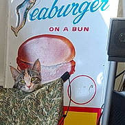 Squirrel joined the competition — help win amazing prizes! cat, camouflage, fabric, sign, vintage, fish, bun, advertisement, indoor, curious, peeking, green_eyes, animal, cute, pet, fur, ears, nostalgic, decor, quirky