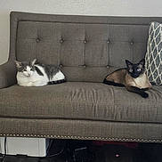 Smokey is registered to the contest to win money with this photo: cat, sofa, gray_sofa, tufted_sofa, white_and_gray_cat, siamese_cat, blue_eyes, pets, indoor, relaxed, feline, cushion, wall, floor, decor, animal, resting, household, two_cats, living_room