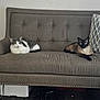 cat, sofa, gray_sofa, tufted_sofa, white_and_gray_cat, siamese_cat, blue_eyes, pets, indoor, relaxed, feline, cushion, wall, floor, decor, animal, resting, household, two_cats, living_room