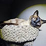 Smokey joined the competition — help win amazing prizes! cat, siamese_cat, cat_tree, carpet, indoor, pet, animal, feline, blue_eyes, whiskers, resting, close_up, portrait, light_spot, shadow, wall, fur, ears, domestic_animal, cute