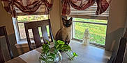 Smokey joined the competition — help win amazing prizes! cat, siamese, table, chair, plant, window, curtains, indoor, greenery, wood, glass, bowl, sunlight, furniture, pet, animal, domestic, home, daylight, curious