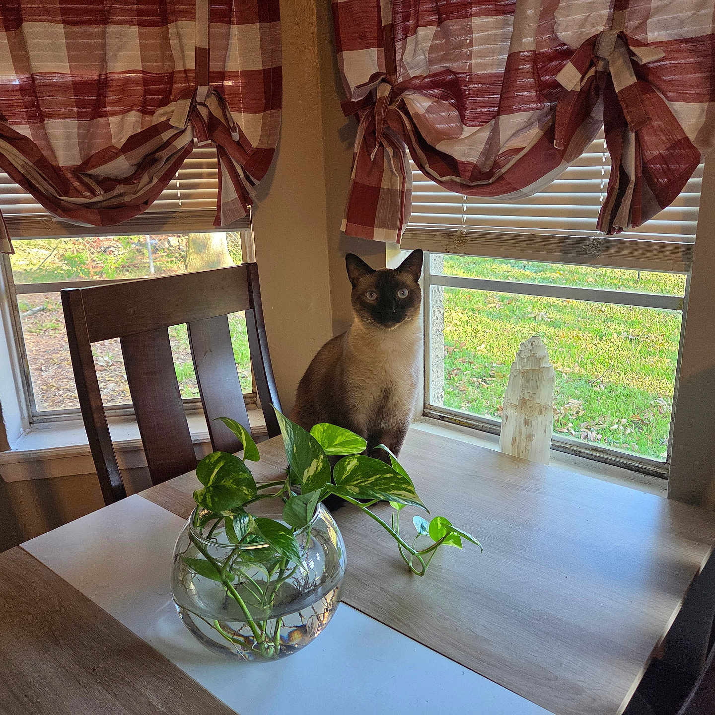 Smokey joined the competition — help win amazing prizes! animal, bowl, cat, chair, curious, curtains, daylight, domestic, furniture, glass, greenery, home, indoor, pet, plant, siamese, sunlight, table, window, wood