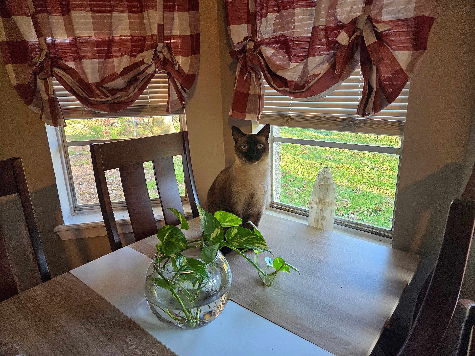 Smokey joined the competition — help win amazing prizes! cat, siamese, table, chair, plant, window, curtains, indoor, greenery, wood, glass, bowl, sunlight, furniture, pet, animal, domestic, home, daylight, curious