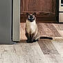 Smokey joined the competition — help win amazing prizes! cat, siamese_cat, indoor, kitchen, wooden_floor, pet, animal, feline, blue_eyes, sitting, looking, domestic_cat, flooring, appliance, cabinet, tail, ears, whiskers, fur, curious