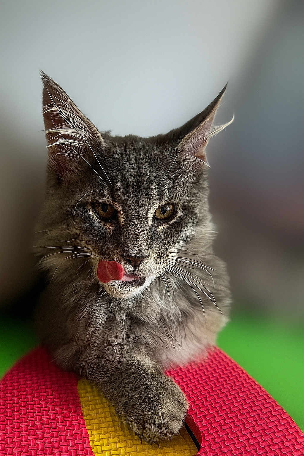 Taïko participe au concours pour gagner de l'argent avec cette photo : cat, gray_cat, fluffy, tongue_out, paw, close_up, pet, animal, whiskers, feline, cute, indoor, soft_light, texture, colorful_surface, expression, portrait, focused, playful, resting