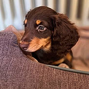 Bora a rejoint le concours — aidez-le/la à gagner de superbes lots ! puppy, dog, close_up, brown, tan, cushion, texture, soft_focus, indoor, pet, cute, fluffy, resting, ears, eyes, portrait, animal, companion, young, sleepy