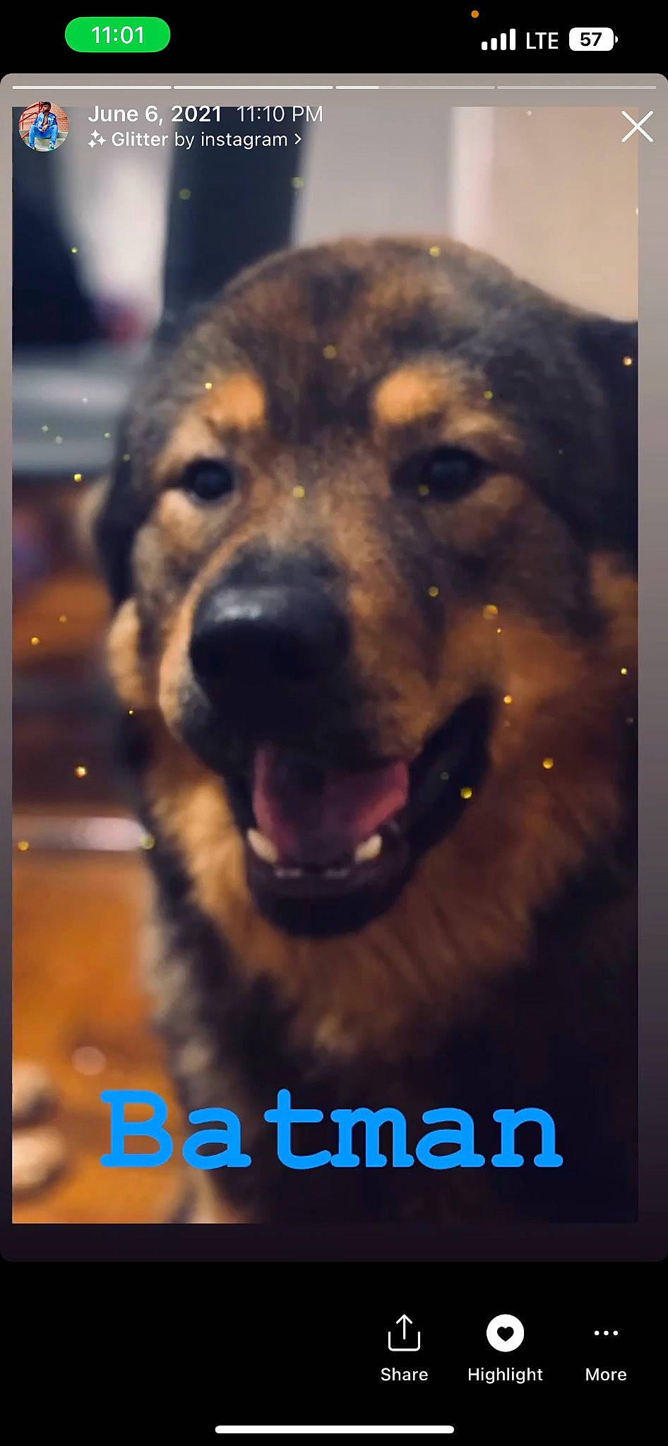 Batman joined the competition — help win amazing prizes! canidae, carnivore, companion_dog, dog, dog_breed, event, fang, fireworks, font, fur, guard_dog, happy, pet_supply, photo_caption, snout, sporting_group, square, terrestrial_animal, whiskers, working_dog